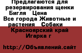 Предлагаются для резервирования щенки Бигля › Цена ­ 40 000 - Все города Животные и растения » Собаки   . Красноярский край,Игарка г.